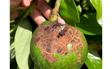 Fruto de aguacate con larva